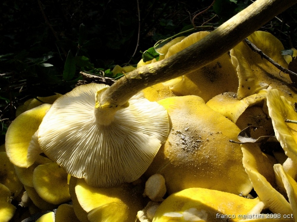 Nel secco bosco di leccio